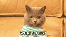Typing Cat Oh Shit Buy Hoodlegold GIF