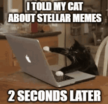 Typing Cat Stellar Memes GIF