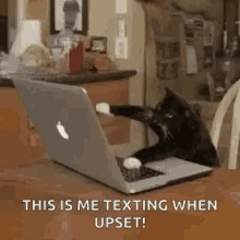 Typing Cat Texting When Upset