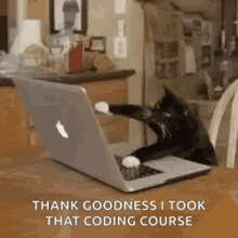 Typing Cat That Coding Course GIF