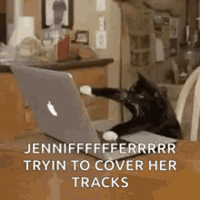 Typing Cat Trying To Cover Her Tracks