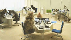 Typing Cat Working Place