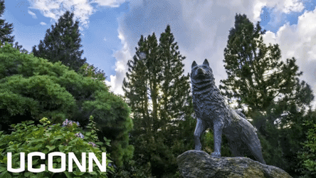 Uconn Husky Monument GIF