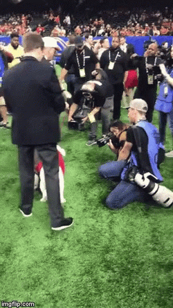 Uga Bulldog Chased By Bull GIF