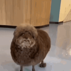 Ugly Brown Dog GIF