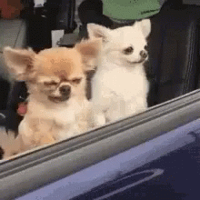 Ugly Dog Chihuahua GIF