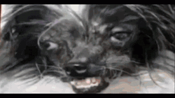 Ugly Dog Crying GIF