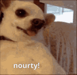 Ugly Dog Is Angry GIF