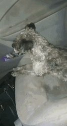 Ugly Dog On The Sofa GIF