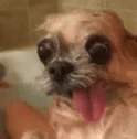 Ugly Dog Pugapoo GIF
