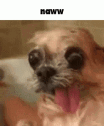 Ugly Dog Soaking Wet GIF