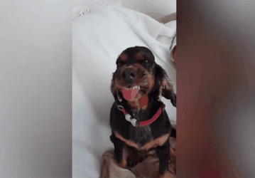 Ugly Dog Tongue Out GIF