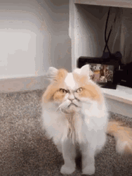 Ugly Looking Angry Cat GIF