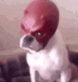 Ugly Mask Dog GIF
