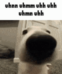 Uhh Uhm Dog Nose POV GIF