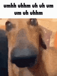 Uhh Uhm Funny Dog Side Eye GIF