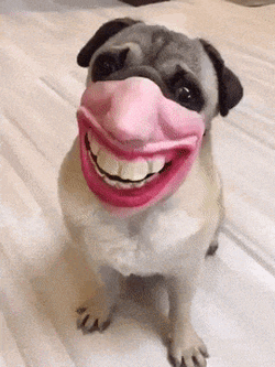 Ujiria Dogjiria GIF