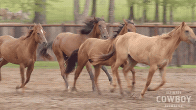 Ultimate Cowboy Showdown Horses Running GIF