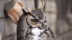 Unbothered Owl Blown By Wind GIF