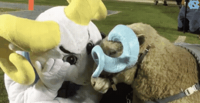UNC Mascot Next To Two Sheep GIF