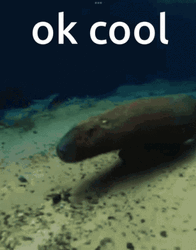 Under The Sea Capybara Meme GIF