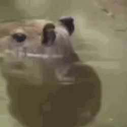 Under The Water Capybara Meme GIF