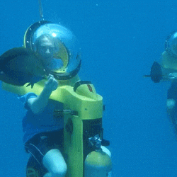 Undersea Adventures Fish Meme GIF