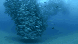 Underwater Fish Flock GIF