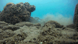 Underwater Fish Reef