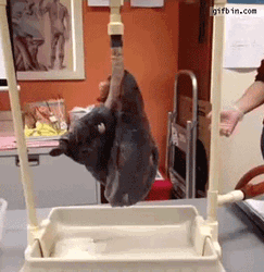 Unhealthy Damaged Smoker Lungs GIF