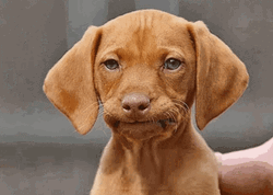 Unimpressed Little Dog Shaking Head GIF