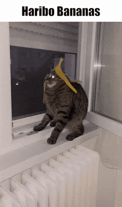 Unique Hat Made Of Banana Cat Meme GIF