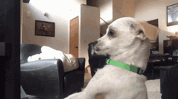 Unsure Confused Dog Looked GIF