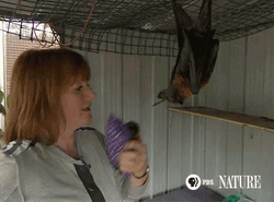Upside Down Bat Reaching Out GIF