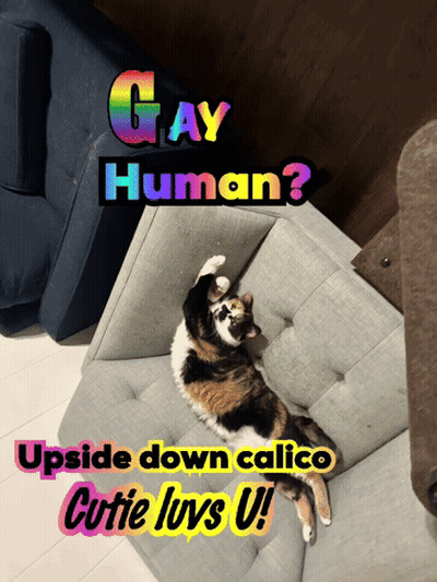 Upside Down Gay Human Calico Cat GIF