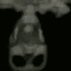 Upside Down Skeleton On Fan Meme GIF