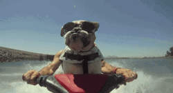 Vacation Jet Ski Bulldog GIF