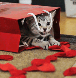 Valentine's Cat Petals Bag GIF
