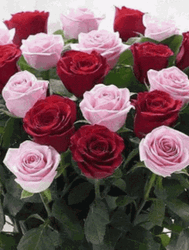 Variant Of Beautiful Roses Compilation GIF