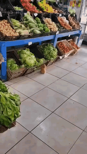 Variety Of Fruits And Vegetables At Grocery Store GIF