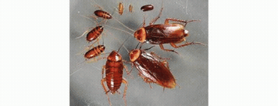 Various Bugs In Red Circles GIF