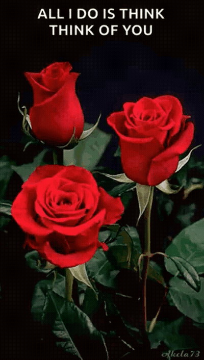 Vase Filled With Colorful Roses For You GIF