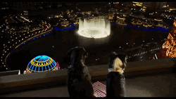 Vegas Rooftop Fountain Show Dogs Movie GIF