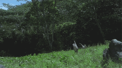 Velociraptor Amazing Speed In Running GIF