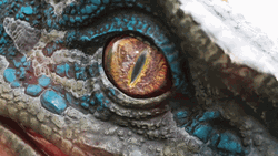 Velociraptor Contribution To Evolution GIF