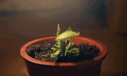 Venus Fly Trap Awww GIF
