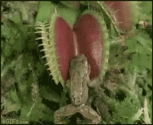 Venus Fly Trap Eating A Frog GIF