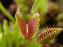 Venus Fly Trap Slowly Closing GIF