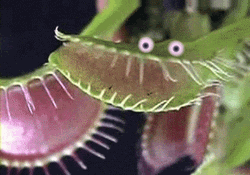 Venus Fly Trap With Googly Eyes GIF
