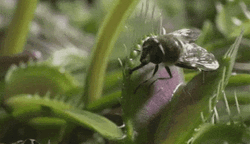 Venus Flytrap Captures Fly GIF